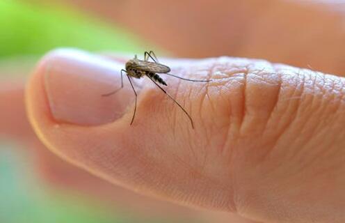 为什么有些人特别"招蚊子"？教你5招驱蚊大法