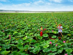 滕州微山湖红河湿地景区喜获“中国优秀旅游景区”大奖