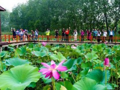 滕州微山湖红荷湿地景区喜获“中国优秀旅游景区”大奖