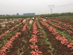 枣庄山亭：烟薯成“摇钱薯” 每亩收入过10000元