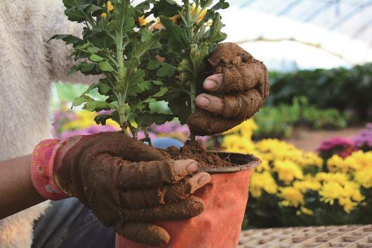 李丽梅戴着手套移植鲜花。此类工作磨损手套，三五天就会磨坏一双。