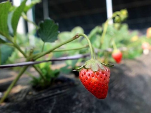 冬日草莓“甜蜜”上线！滕州市以产业发展助力乡村振兴
