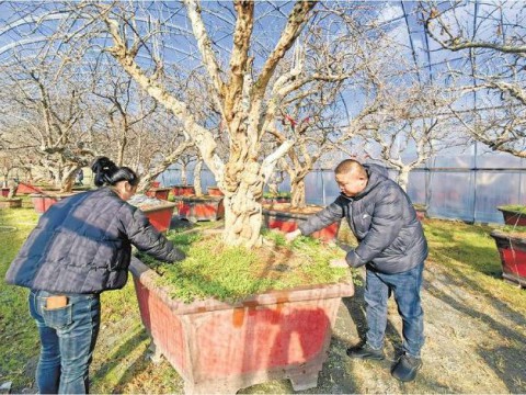 “石榴景色”生意隆，枣庄冠世榴园内石榴盆栽进入生产季
