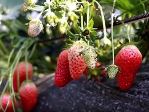 枣庄滕州市：春季草莓上市 寻觅“莓”好时光