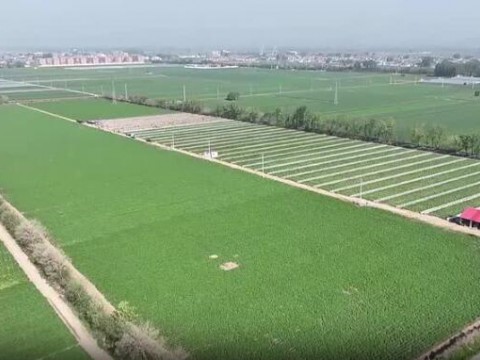 枣庄滕州市：新技术助力马铃薯增产提质