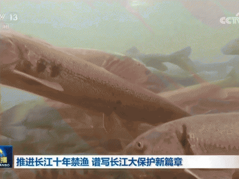 【新思想引领新征程】推进长江十年禁渔 谱写长江大保护新篇章